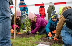 Kinder pflanzen Gehölz in ein vorgegrabenes Loch, füllen es mit Erde und drücken diese fest.