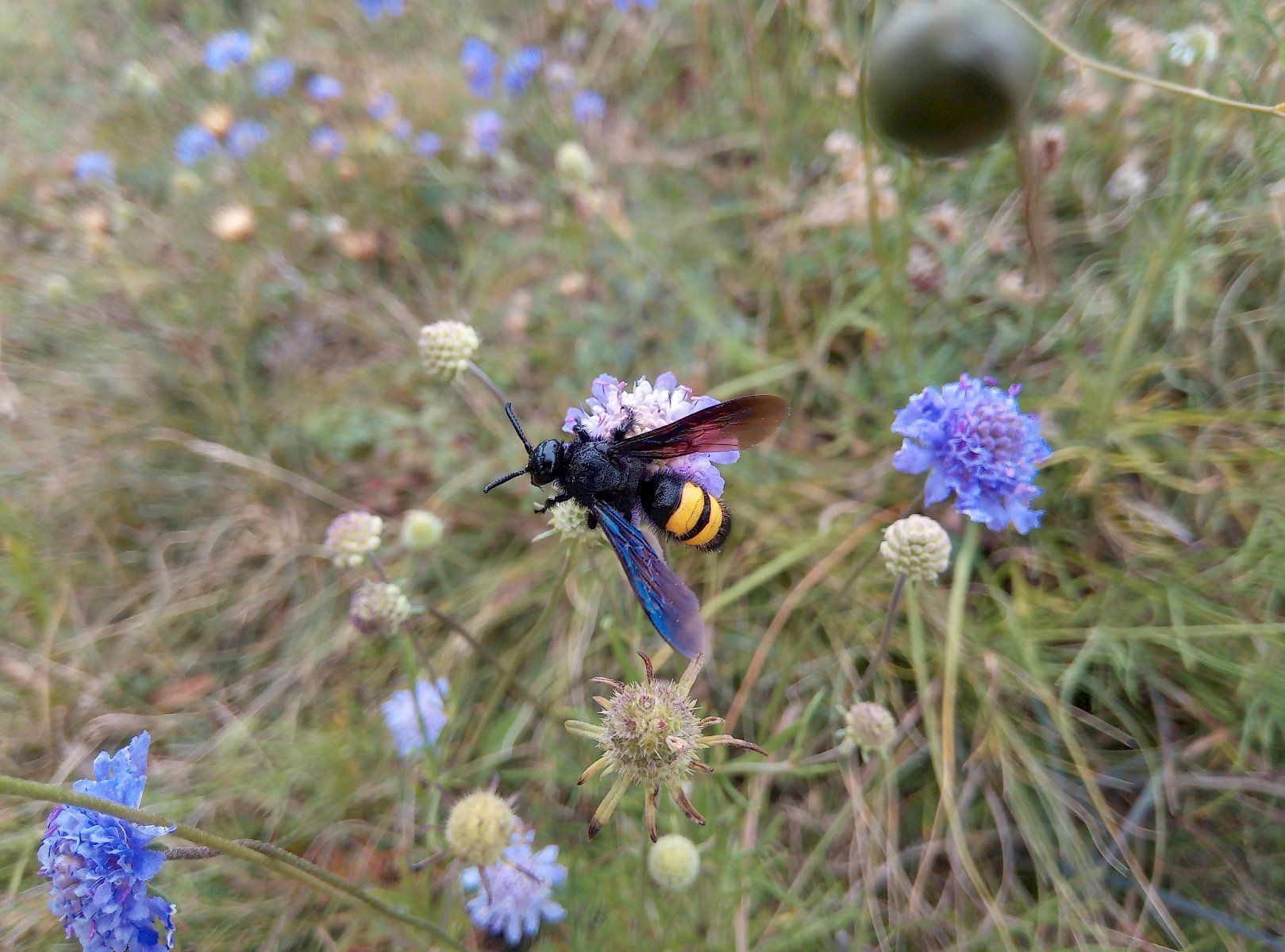 Eine Dolchwespe ruht auf einer Blüte.