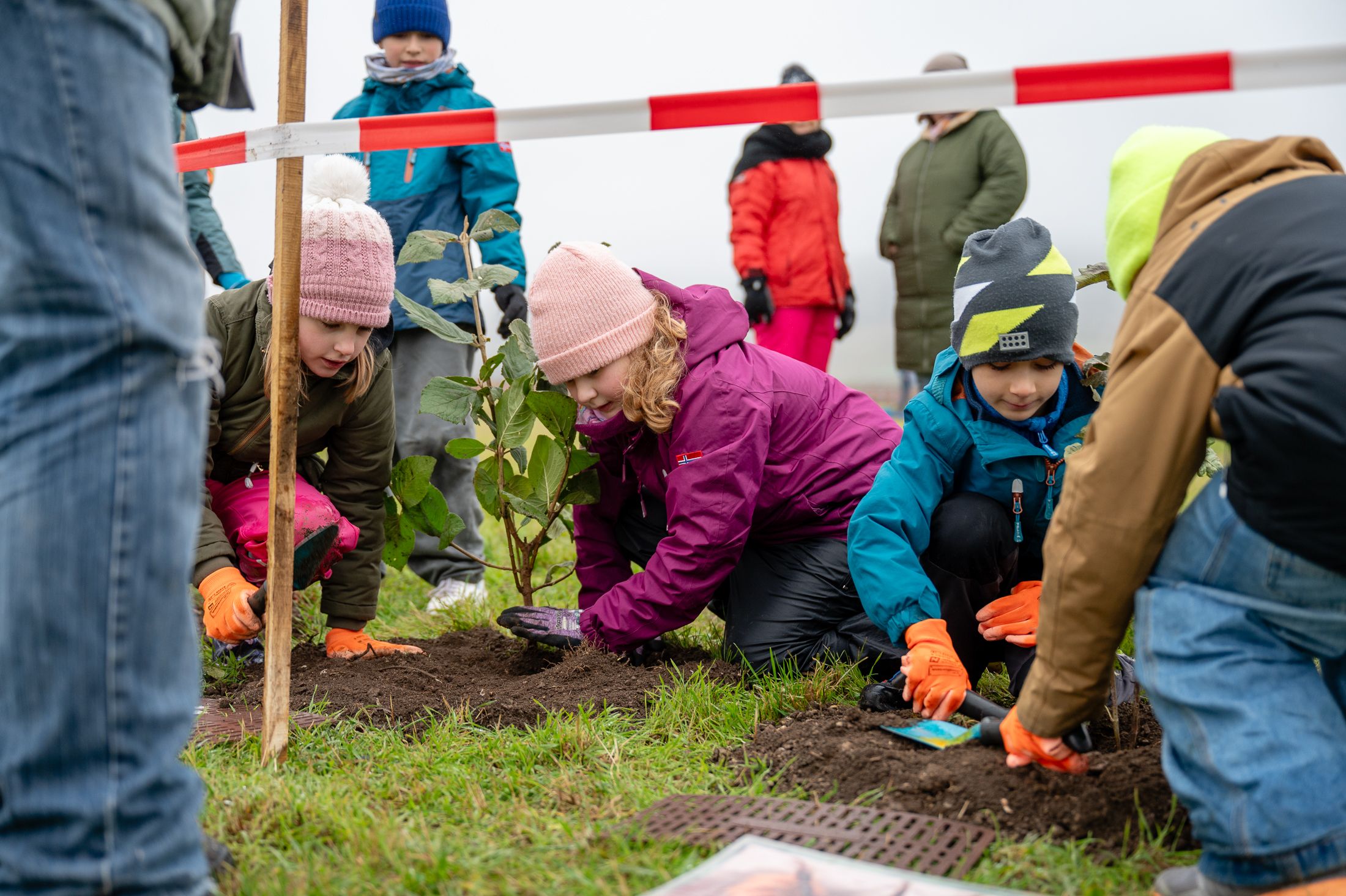 Kinder pflanzen Gehölz in ein vorgegrabenes Loch, füllen es mit Erde und drücken diese fest.