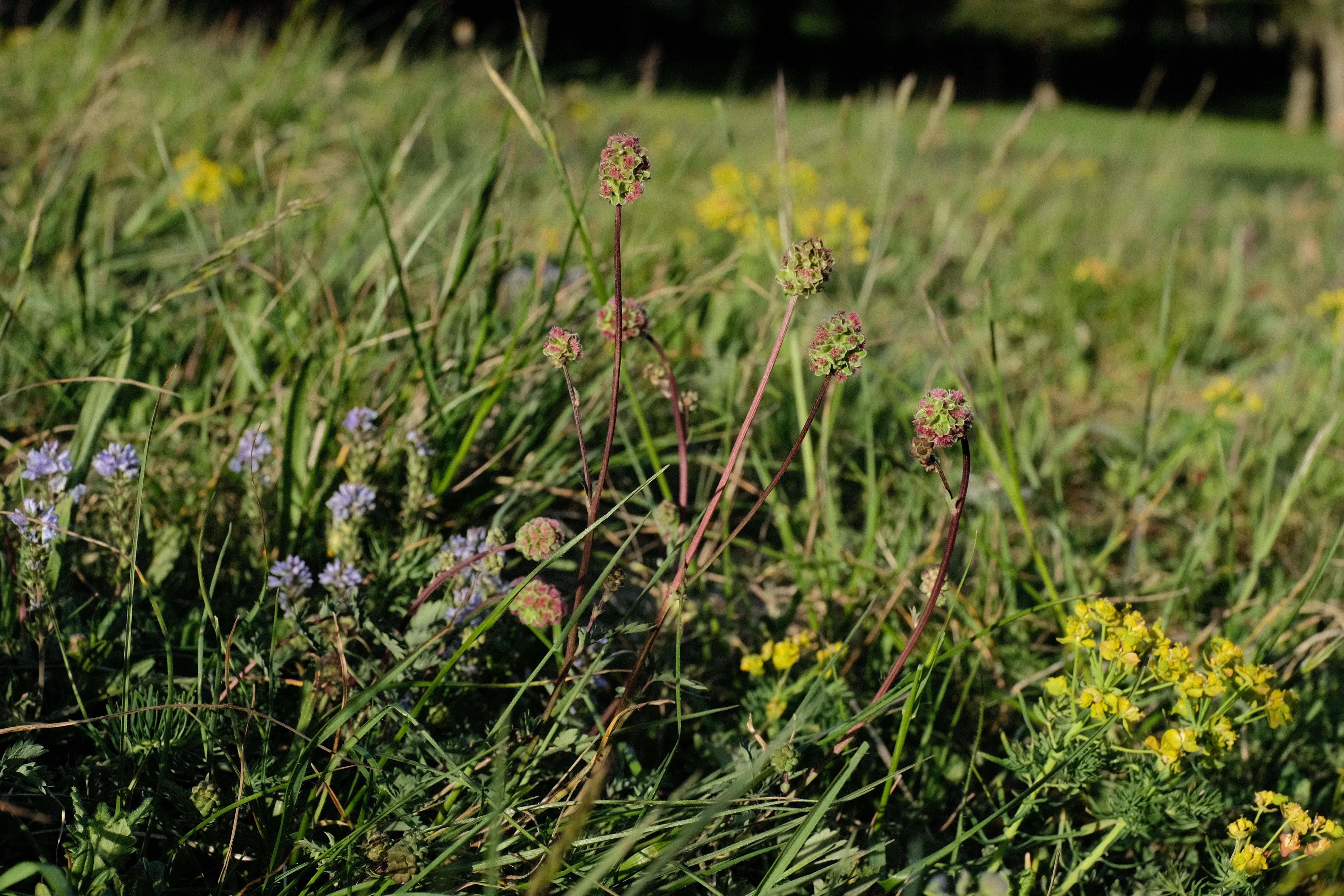 Niederliegender Ehrenpreis (Veronica prostrata), Kleiner Wiesenknopf (Sanguisorba minor) und Zypressen-Wolfsmilch ((Euphorbia cyparissias) 
