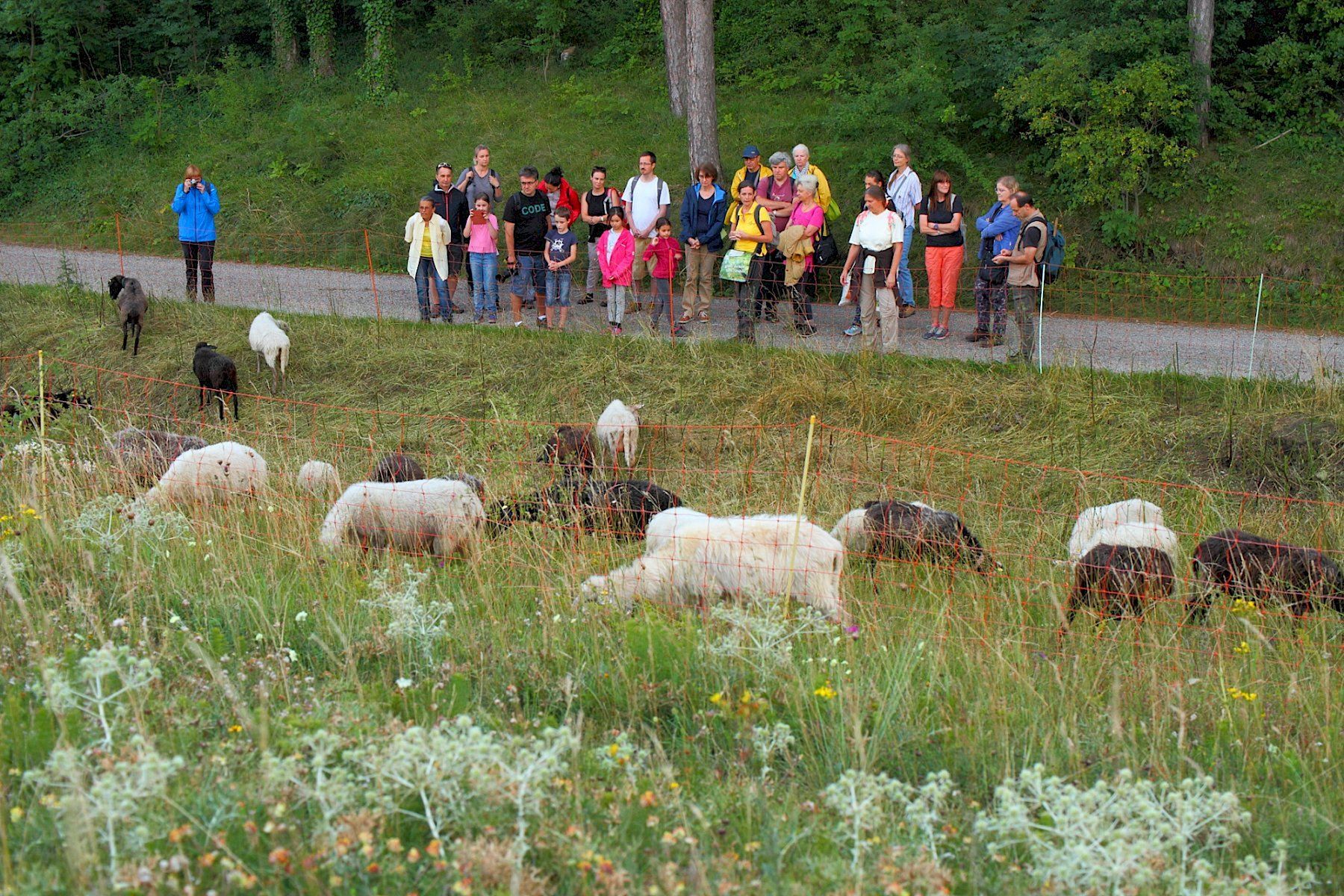 Teilnehmer:innen der Naturexkursion betrachten Schafe und erfahren von einer Biologin des Vereins Freunde der Perchtoldsdorfer Heide wissenswertes über die Beweidung.