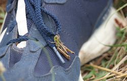 Gemeiner Grashüpfer (Pseudochorthippus parallelus)