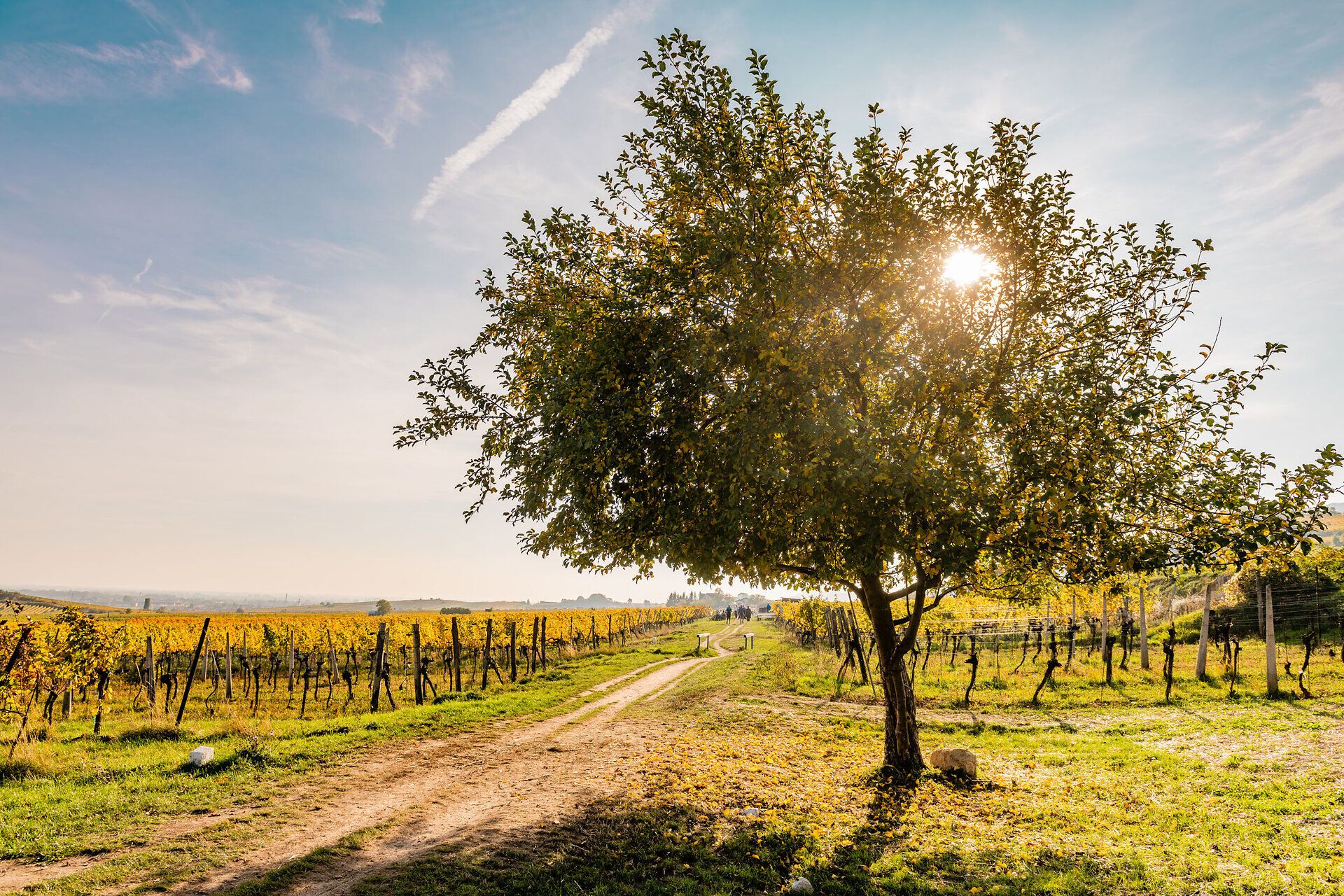 Die sanften Hügel der Weinregion laden zu einem entspannten Spaziergang ein, während die goldenen Weinreben im warmen Licht der Nachmittagssonne leuchten. Ein majestätischer Baum bietet Schatten und einen perfekten Platz, um die Schönheit der Natur zu genießen und die Seele baumeln zu lassen.