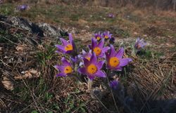 Große Kuhschelle (Pulsatilla grandis)