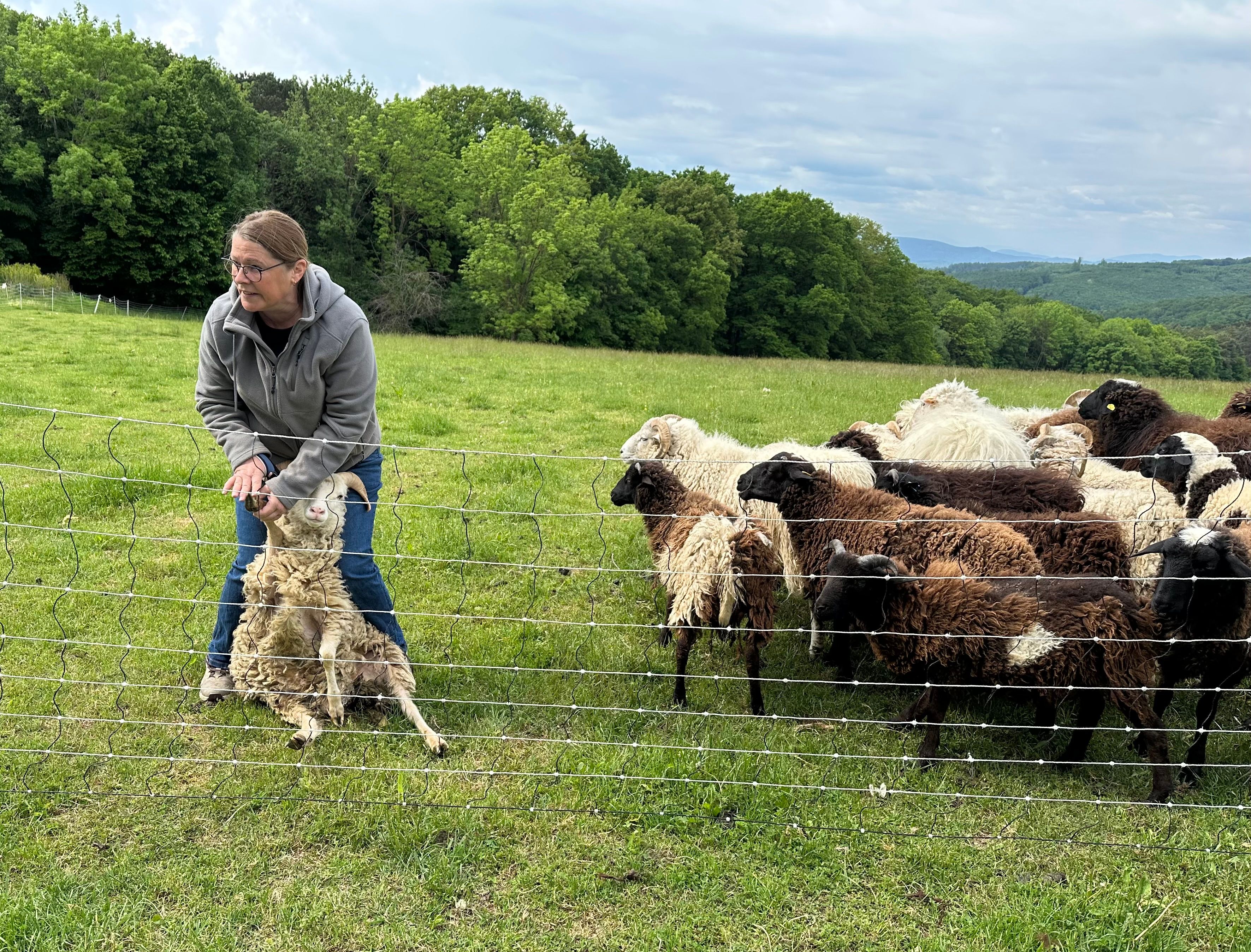 Schäferin Christa hält vorsichtig eines ihrer Schafe ziwschen den Beinen, um den Kindern das Gebiss der Schafe zu zeigen.