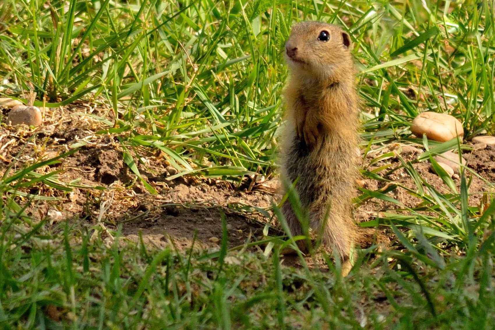 Ziesel auf der Perchtoldsdorfer Heide