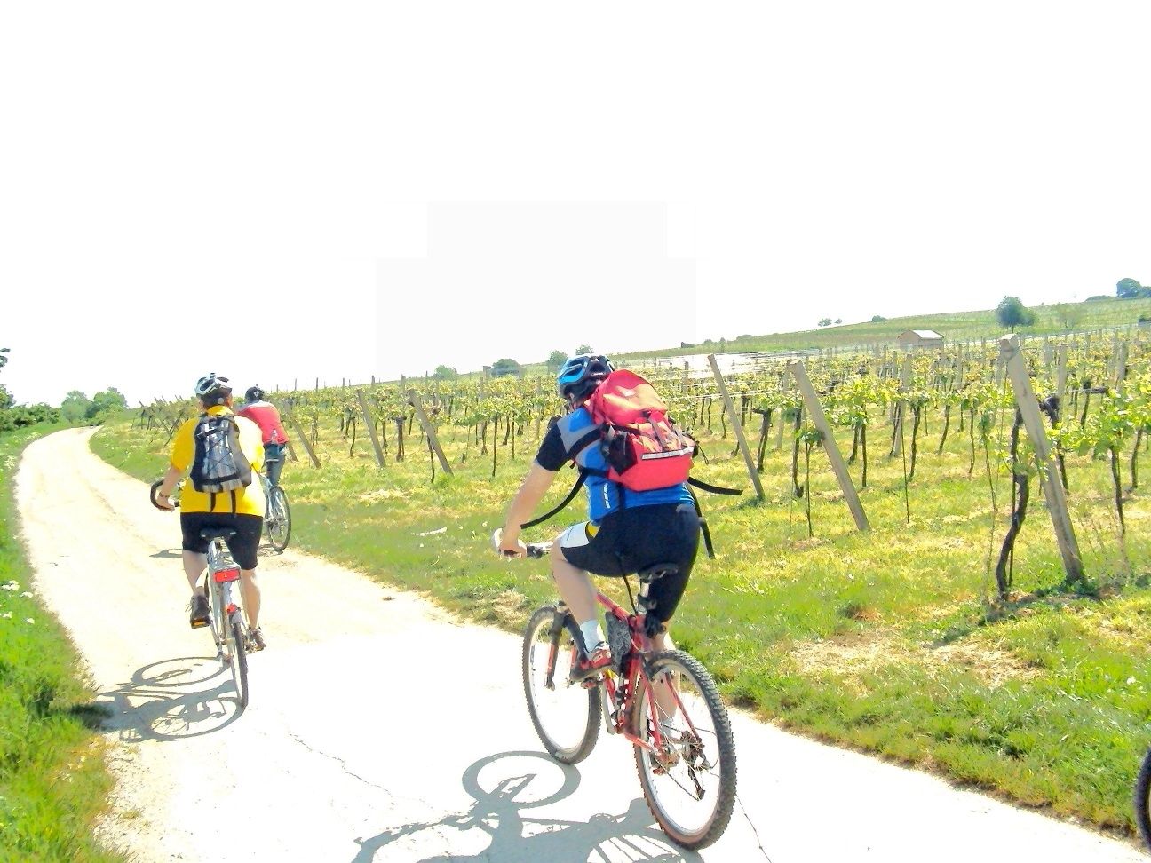 Radfahren entlang der Weingärten