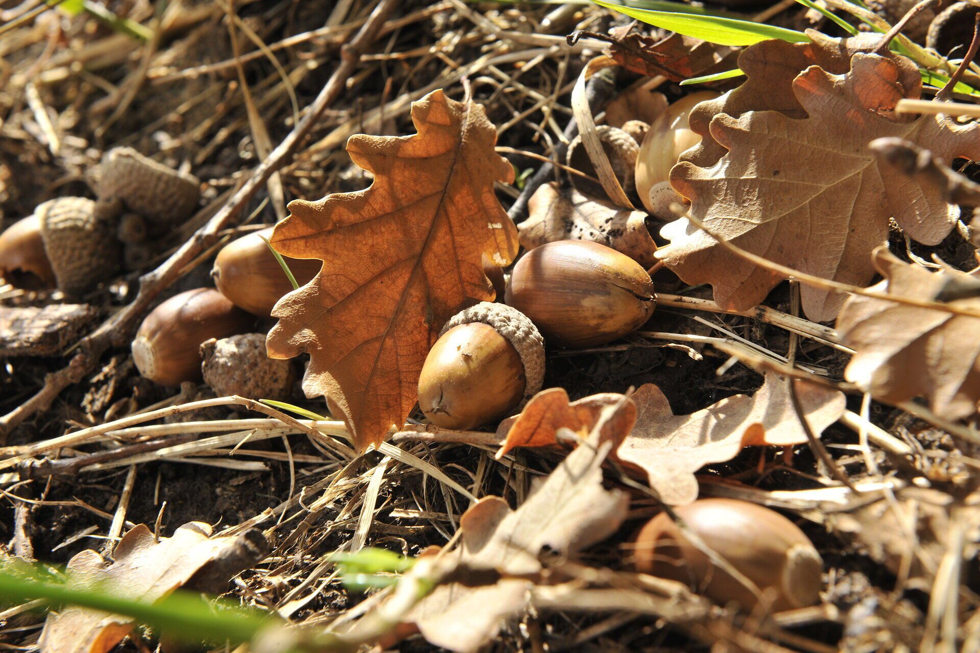 Im goldenen Licht des Herbstes liegen Eicheln und verwelkte Blätter sanft auf dem Boden. Die ruhige Atmosphäre des Naturparks lädt dazu ein, die Schönheit der Natur zu genießen und die frische, klare Luft einzuatmen.