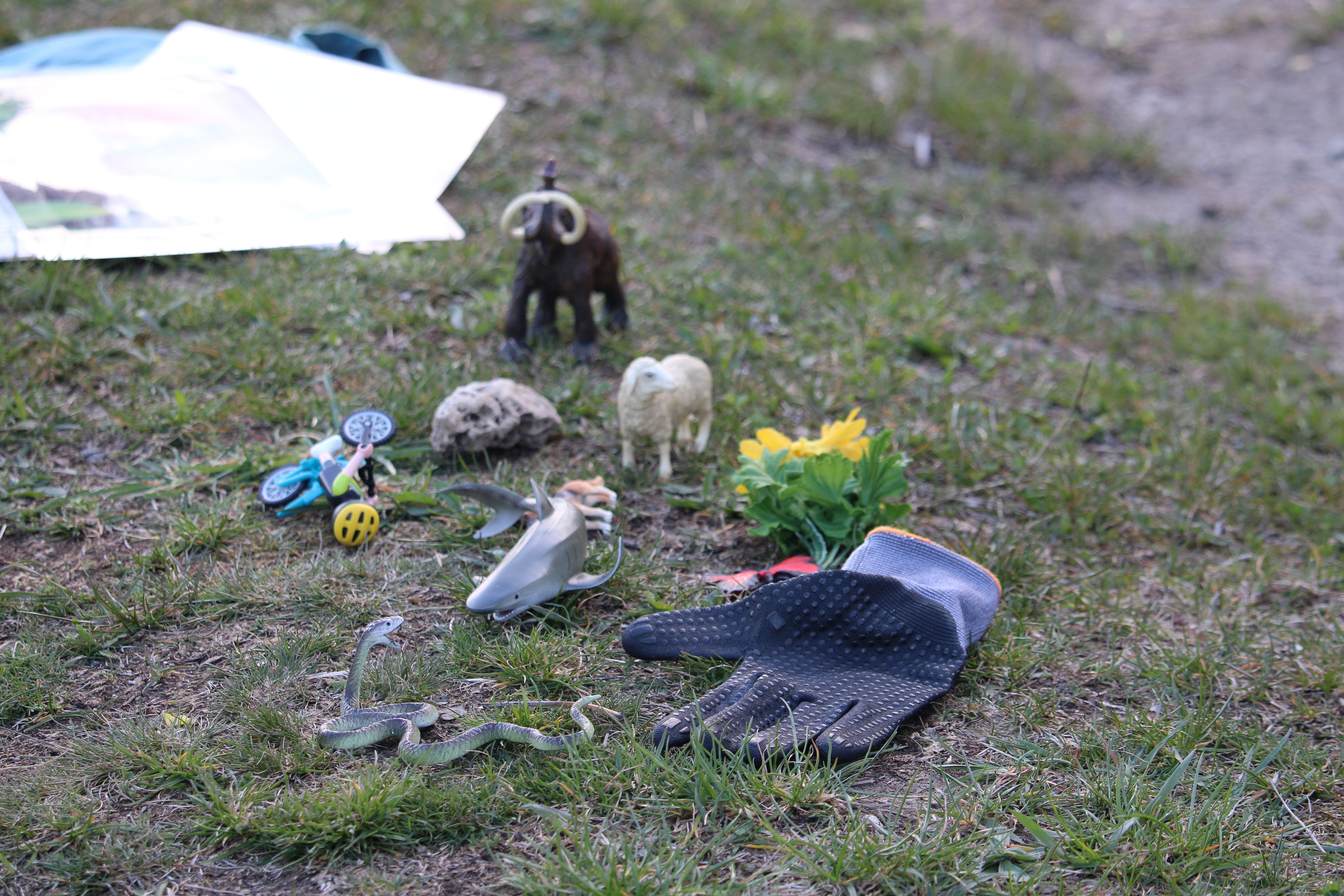 Spielerisch soll den Schüler:innen das Thema Trockenrasen näher gebracht werden.