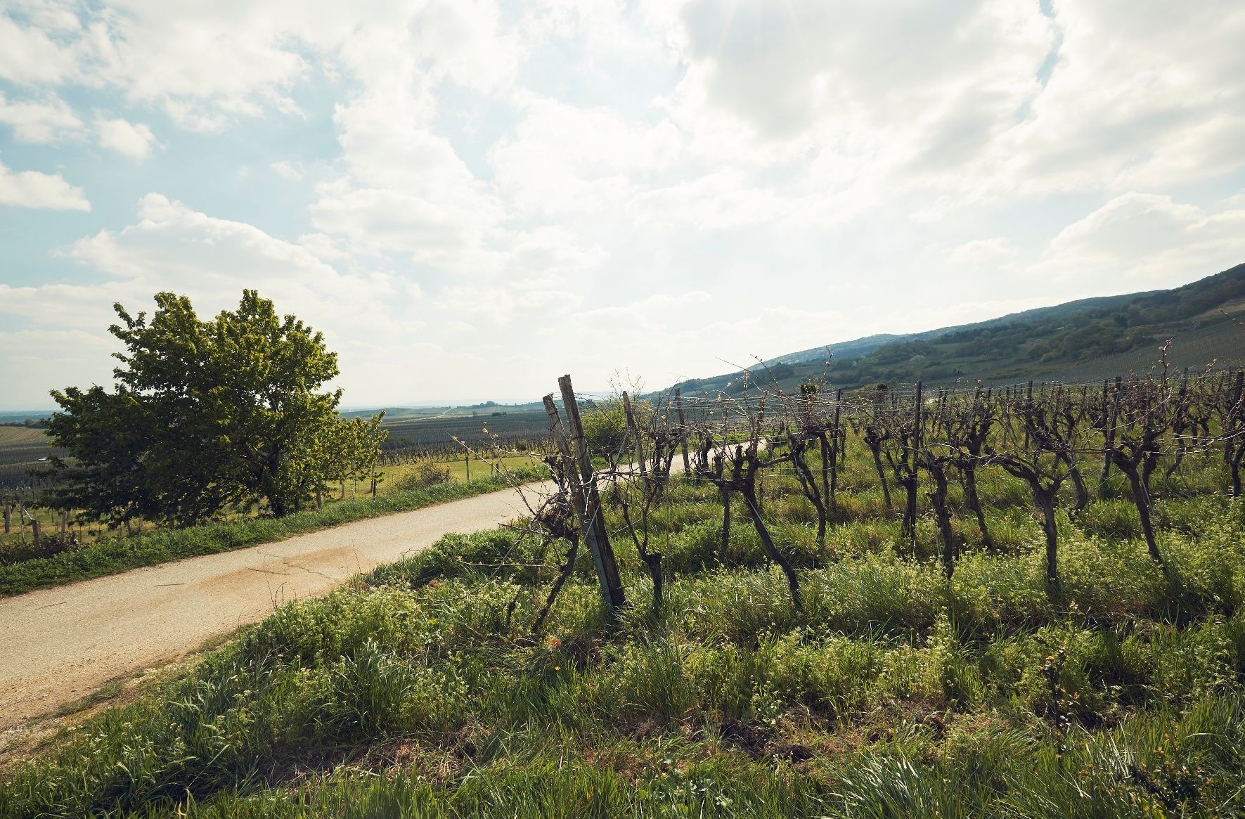 Weingartenradweg