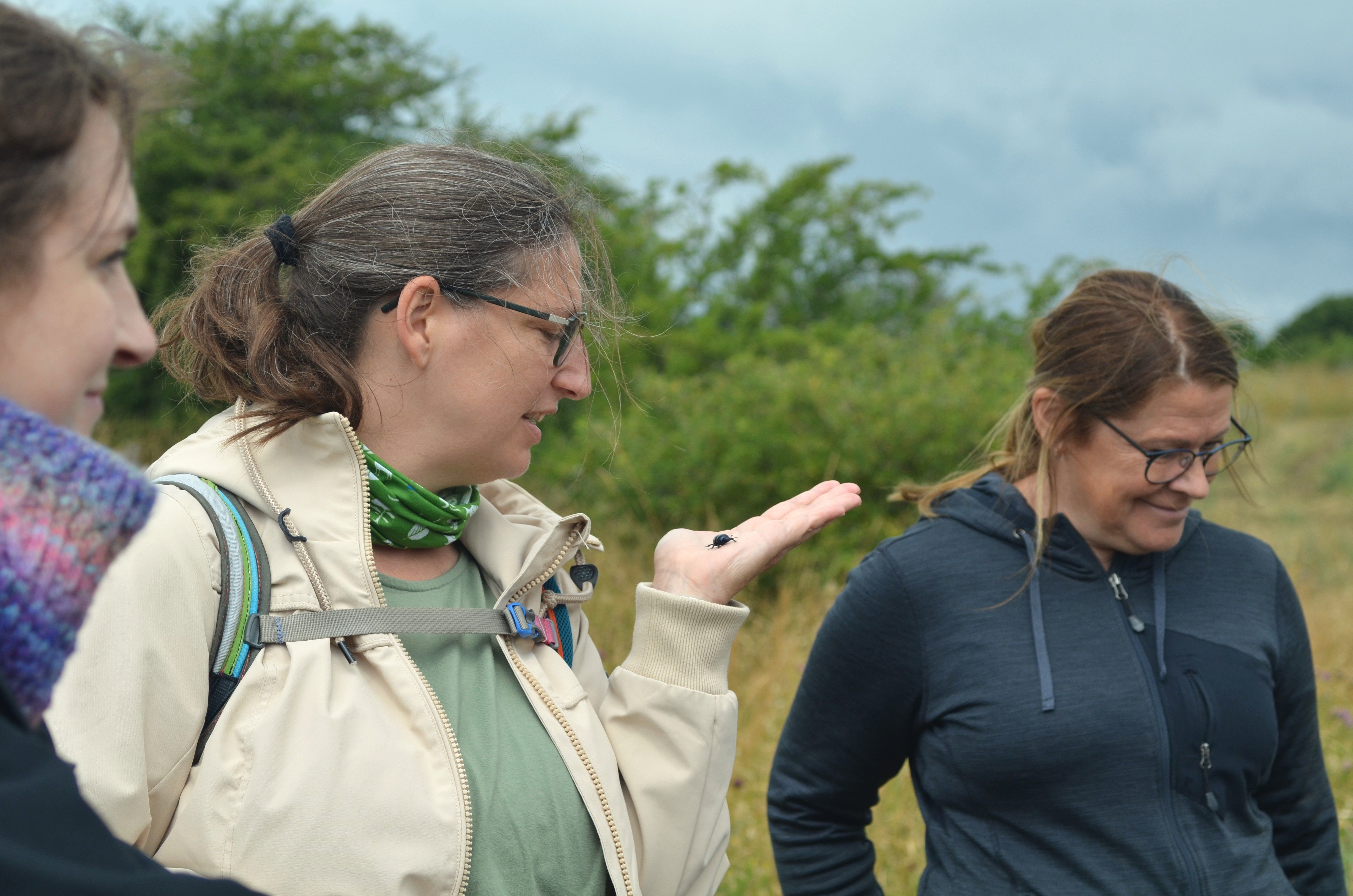 Mistkäfer (Geotrupidae)