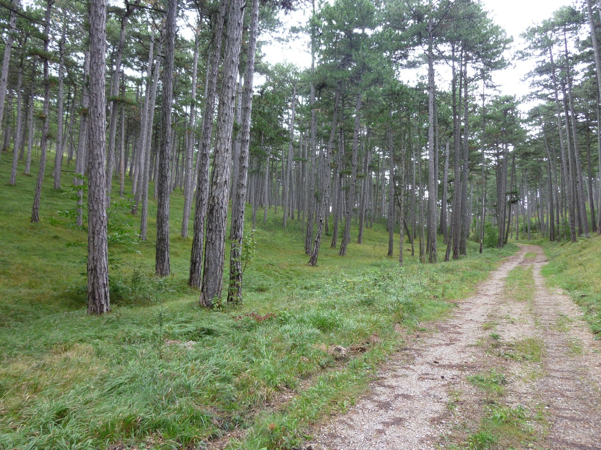 Forststrasse nach Kleinfeld