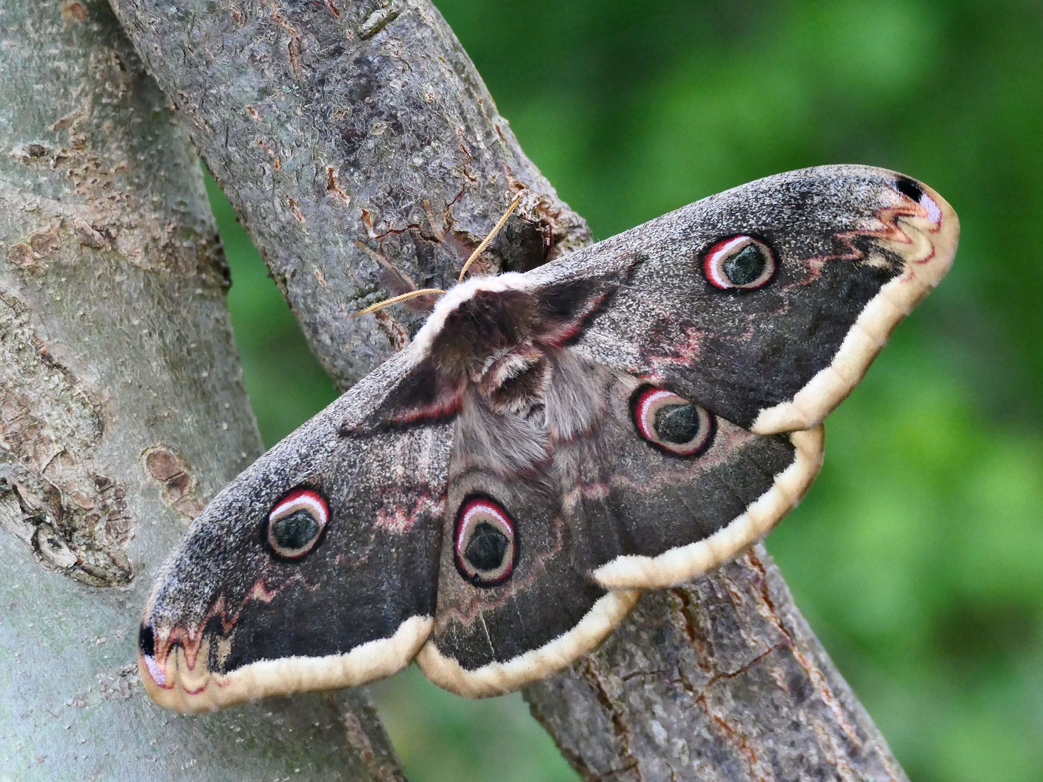 Wiener Nachtpfauenauge (Sa­tu­r­n­ia pyri)