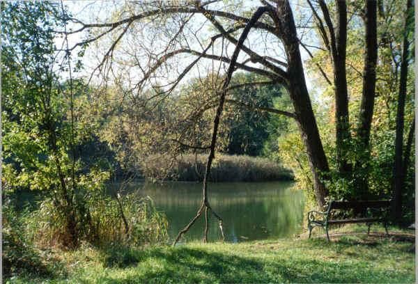 Blick auf das Biotop in Gaaden
