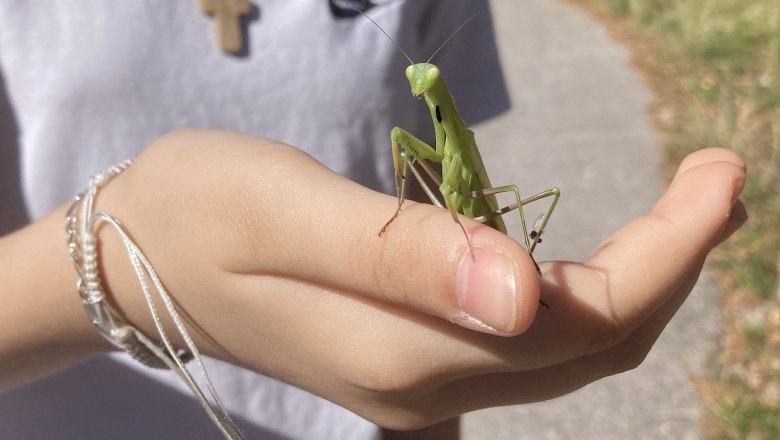Die Kinder hatten keine Berührungsängste mit der Gottesanbeterin (Mantis religiosa). , ©  LPV/N. Petermair