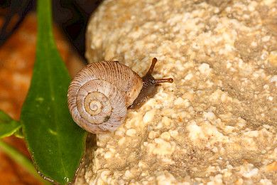 Österreichische Heideschnecke