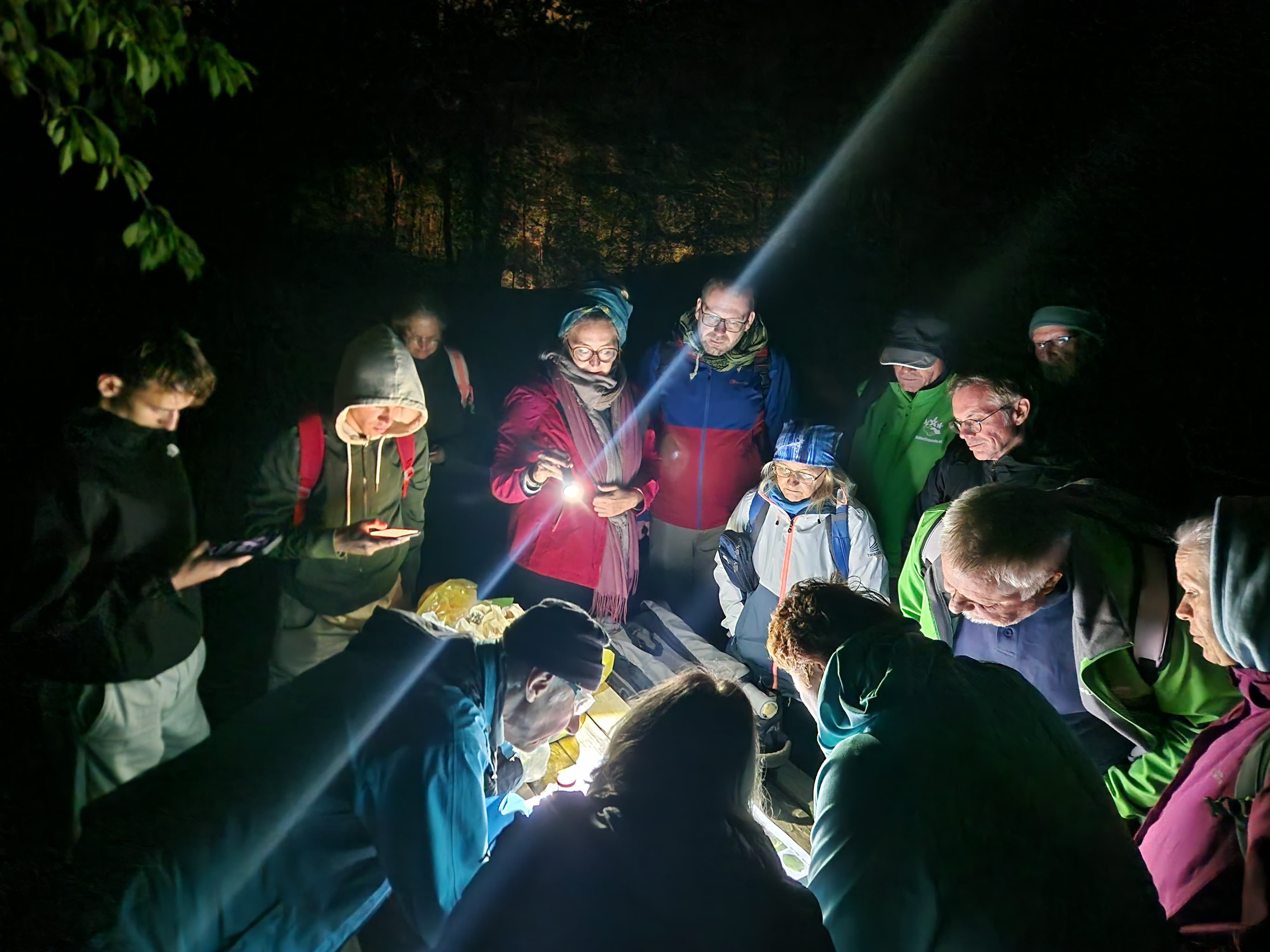 Personen betrachten Nachtfalter