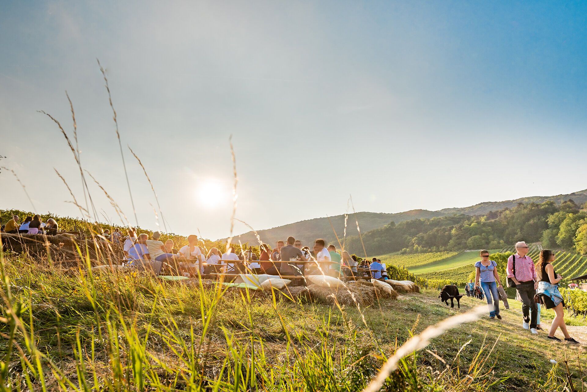 In der warmen Abendsonne versammeln sich Menschen auf einer malerischen Wiese, um die Schönheit der Natur zu genießen. Die sanften Hügel und die üppigen Weinreben schaffen eine einladende Atmosphäre, die zum Verweilen einlädt. Hier wird der Sommer in vollen Zügen gefeiert, während das Lachen und die Gespräche der Besucher die Luft erfüllen.