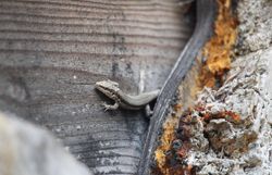 Mauereidechse (Podarcis muralis)