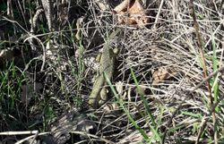  Östliche Smaragdeidechse (Lacerta viridis) 