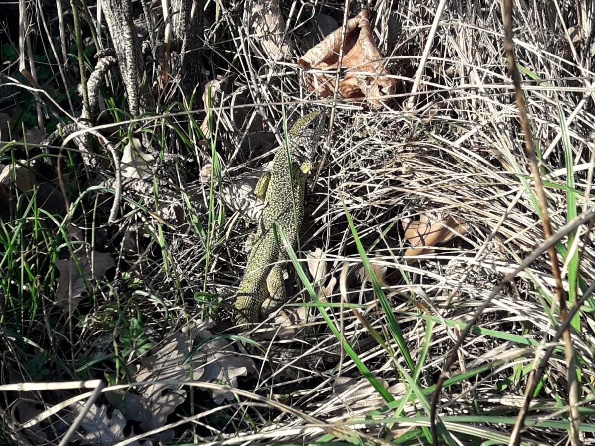  Östliche Smaragdeidechse (Lacerta viridis) 