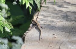 Mauereidechse (Podarcis muralis)