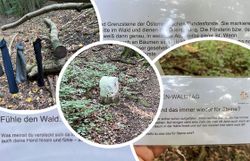 Collage Wald-Stationen