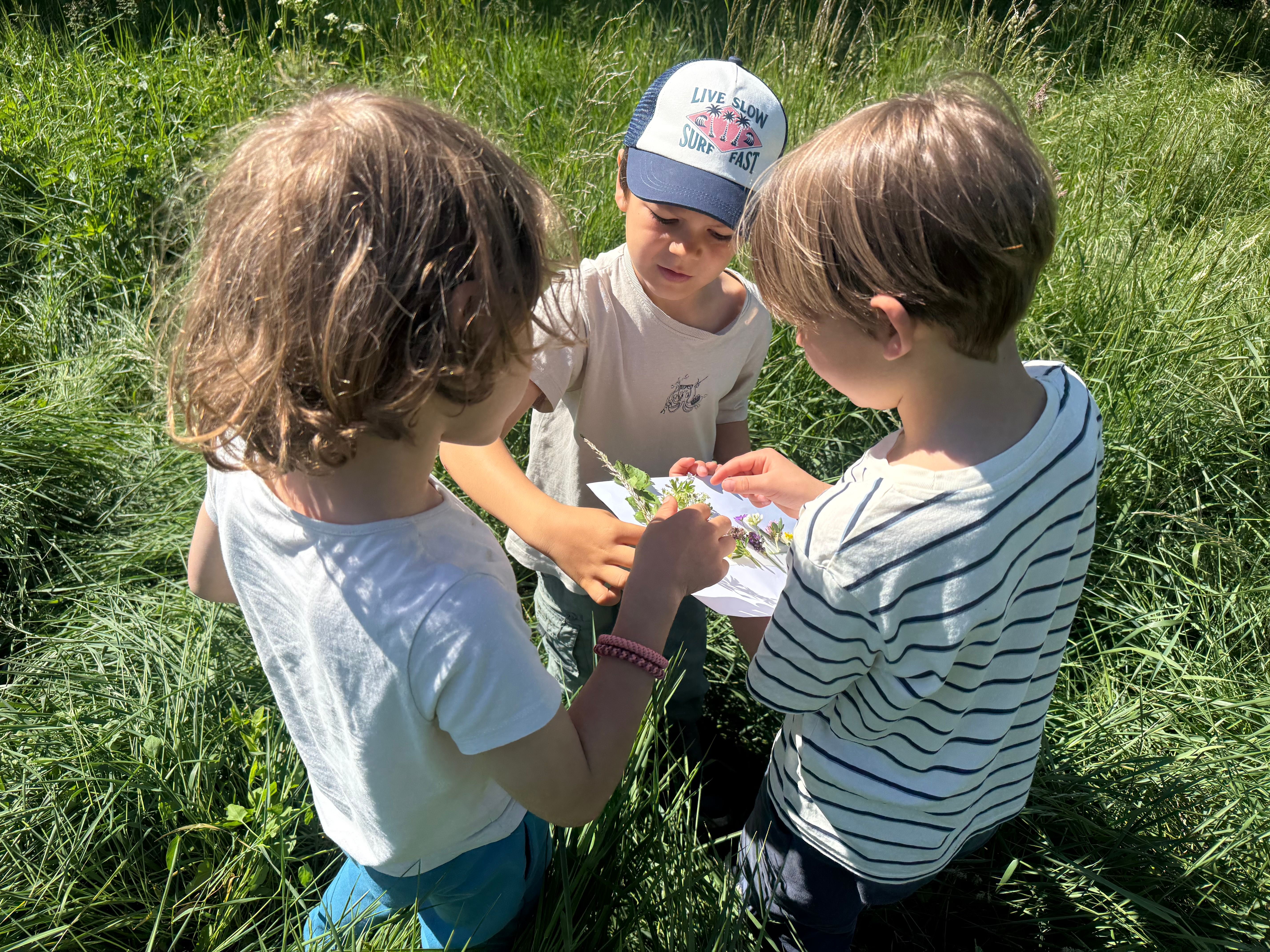 Kinder sammeln Wiesenpflanzen
