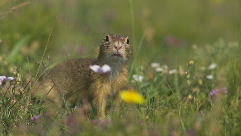ziesel.jpg, © hschafer