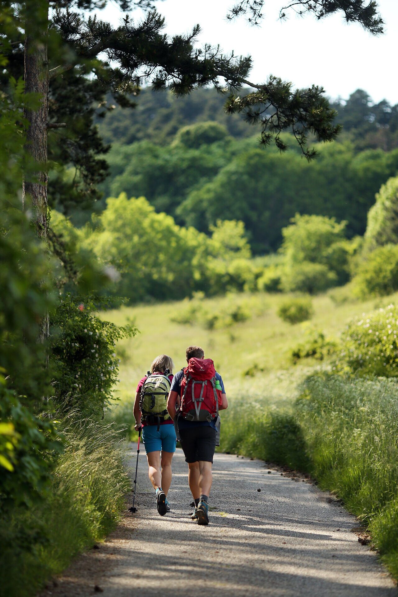 Zwei Wanderer genießen die frische Luft und die malerische Landschaft auf einem schmalen Pfad, umgeben von üppigem Grün und sanften Hügeln. Die warmen Sonnenstrahlen tauchen die Szenerie in ein goldenes Licht und laden dazu ein, die Ruhe der Natur zu erleben. Diese Pilgerwanderung verspricht nicht nur körperliche Ertüchtigung, sondern auch eine spirituelle Auszeit.