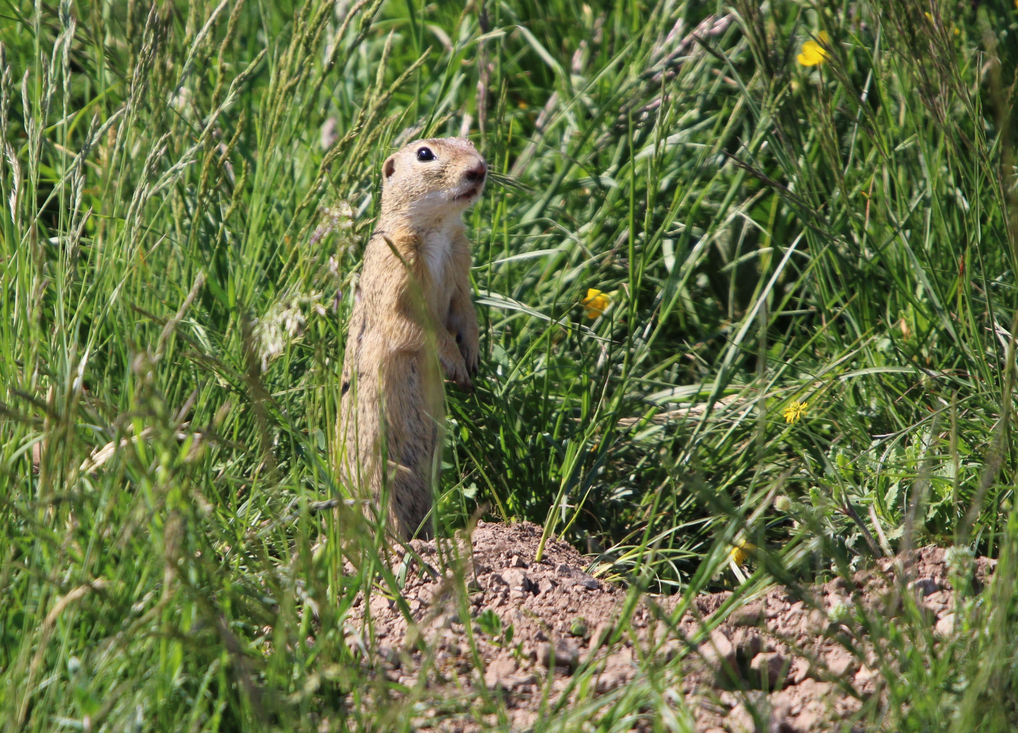 Europäische Ziesel (Spermophilus citellus)