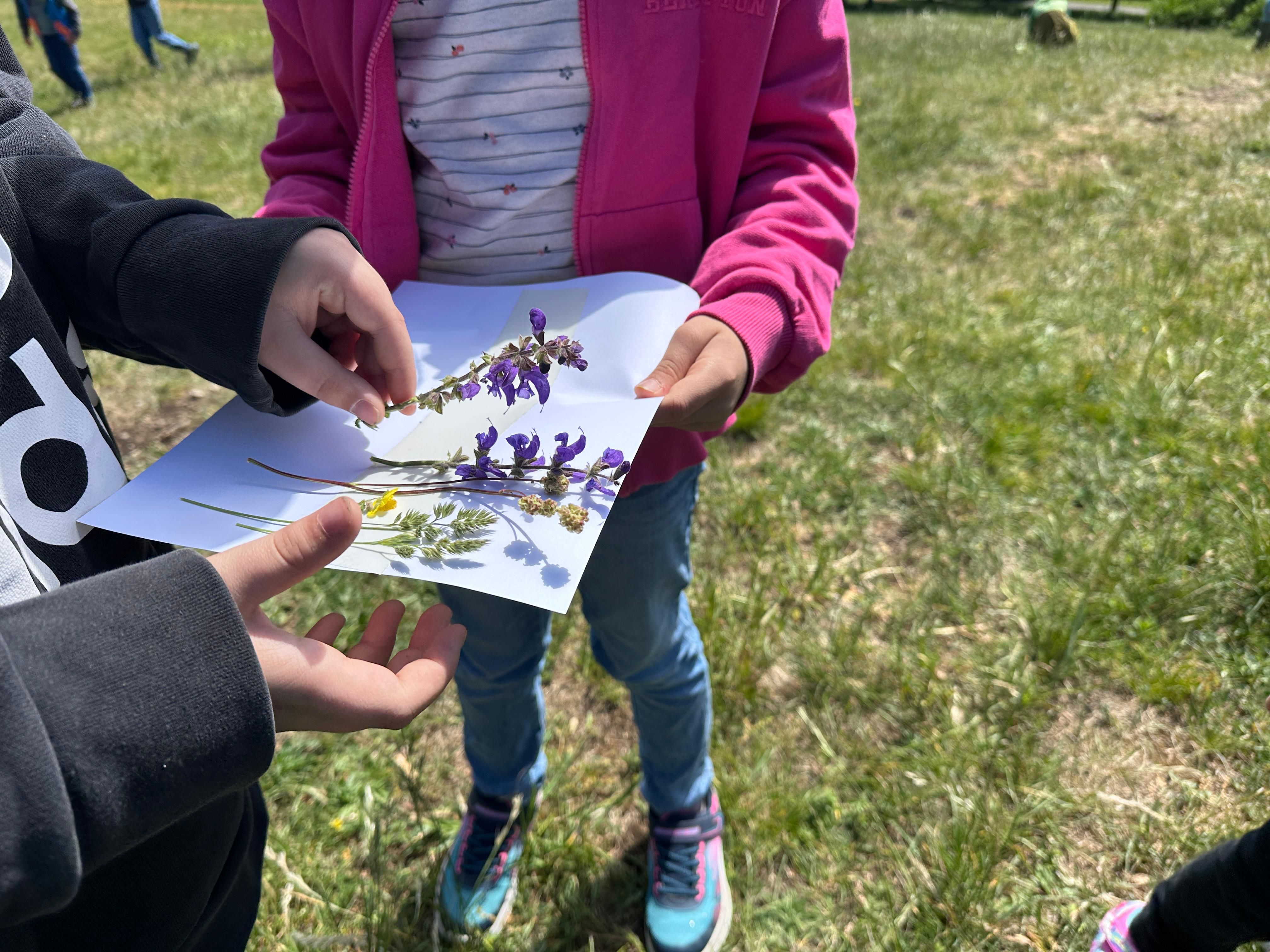 Kinder sammeln Pflanzen für ein Wiesenbild