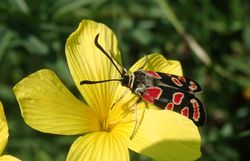 Gelber Lein (Linum flavum), Krainer Widderchen (Zygaena carniolica)