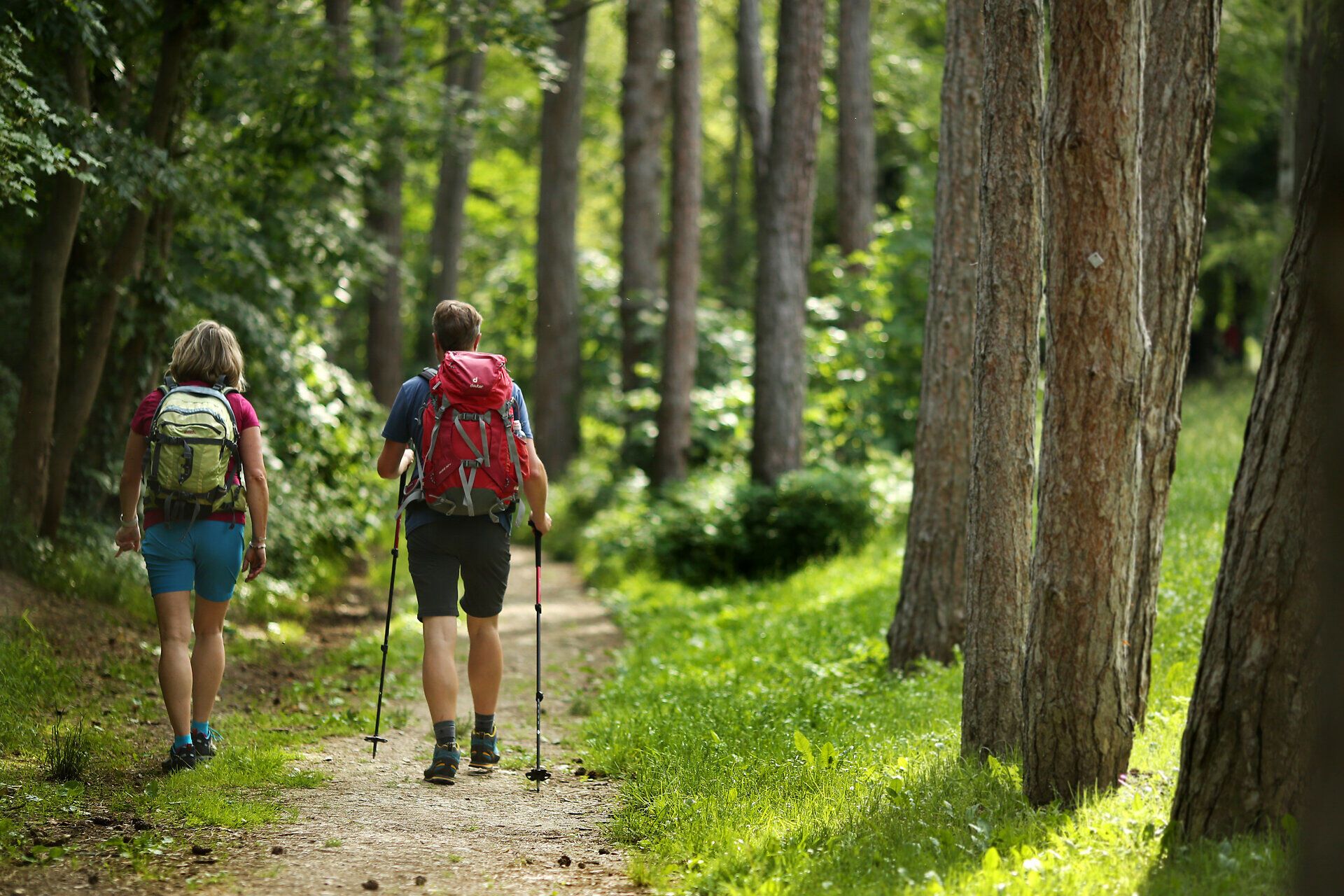 Zwei Wanderer genießen die frische Luft und die Ruhe des Waldes, während sie den Wiener Wallfahrerweg entlang schreiten. Umgeben von hohen Bäumen und üppigem Grün, vermittelt die Szenerie ein Gefühl von Freiheit und Abenteuer. Die sanften Geräusche der Natur begleiten sie auf ihrem Weg zu neuen Entdeckungen.