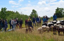 Christa Veits erzählt von ihrer Arbeit als Schäferin