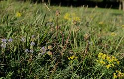 Niederliegender Ehrenpreis (Veronica prostrata), Kleiner Wiesenknopf (Sanguisorba minor) und Zypressen-Wolfsmilch ((Euphorbia cyparissias) 