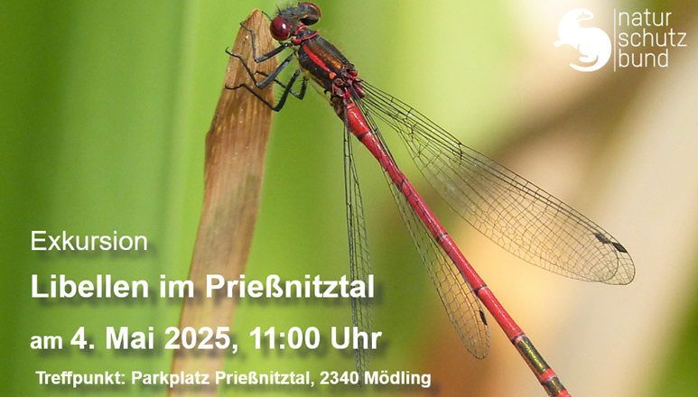 Libellen im Prießnitztal