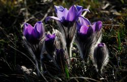 In der sanften Morgenstimmung entfalten sich die zarten Blüten der Kuhschelle, die mit ihrem leuchtenden Violett die Wiesen schmücken. Diese faszinierenden Pflanzen sind ein Zeichen des beginnenden Bergsommers und laden Wanderer ein, die Schönheit der Natur in vollen Zügen zu genießen.