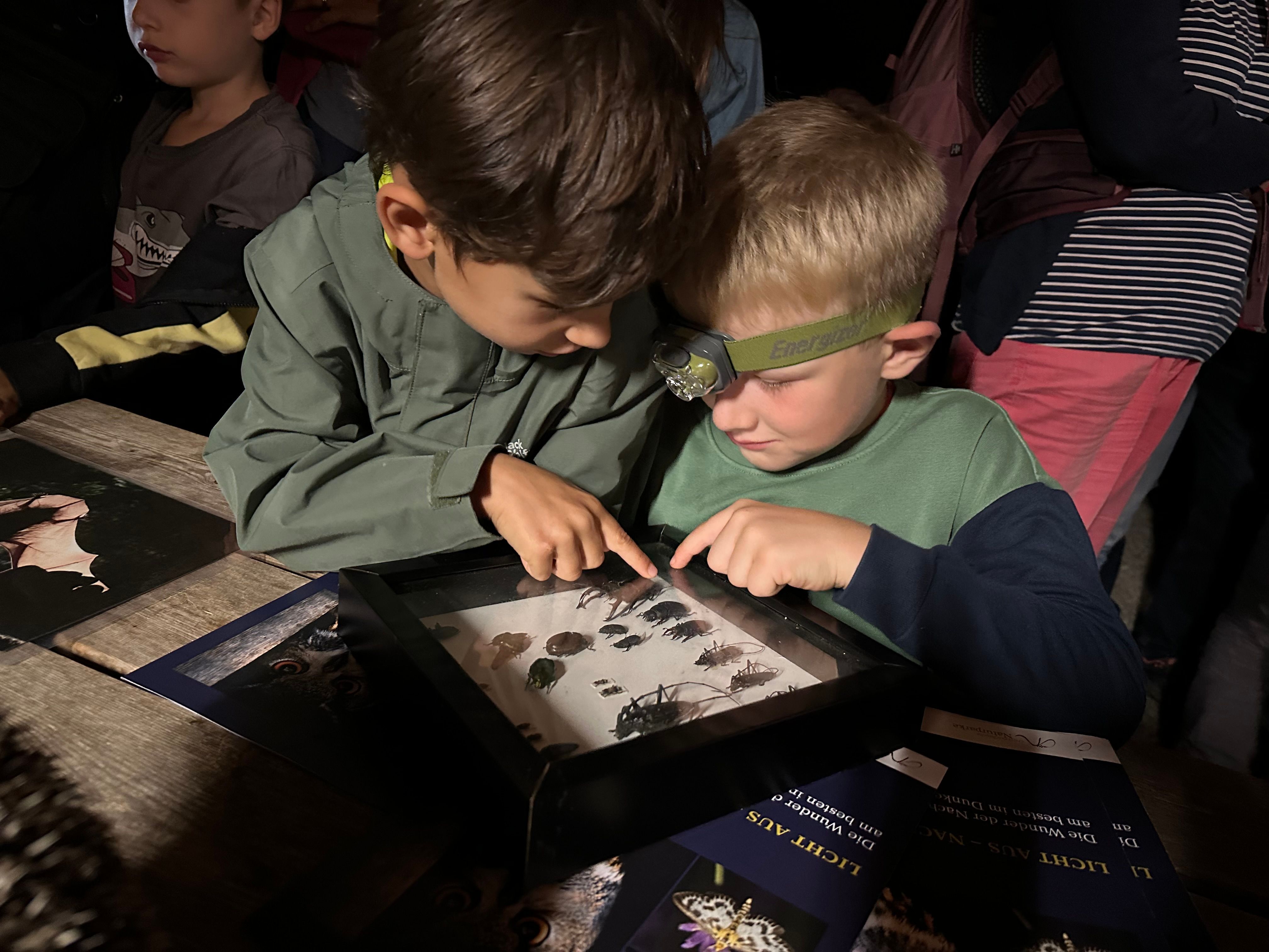 Kinder betrachten Präparate von Käfern.