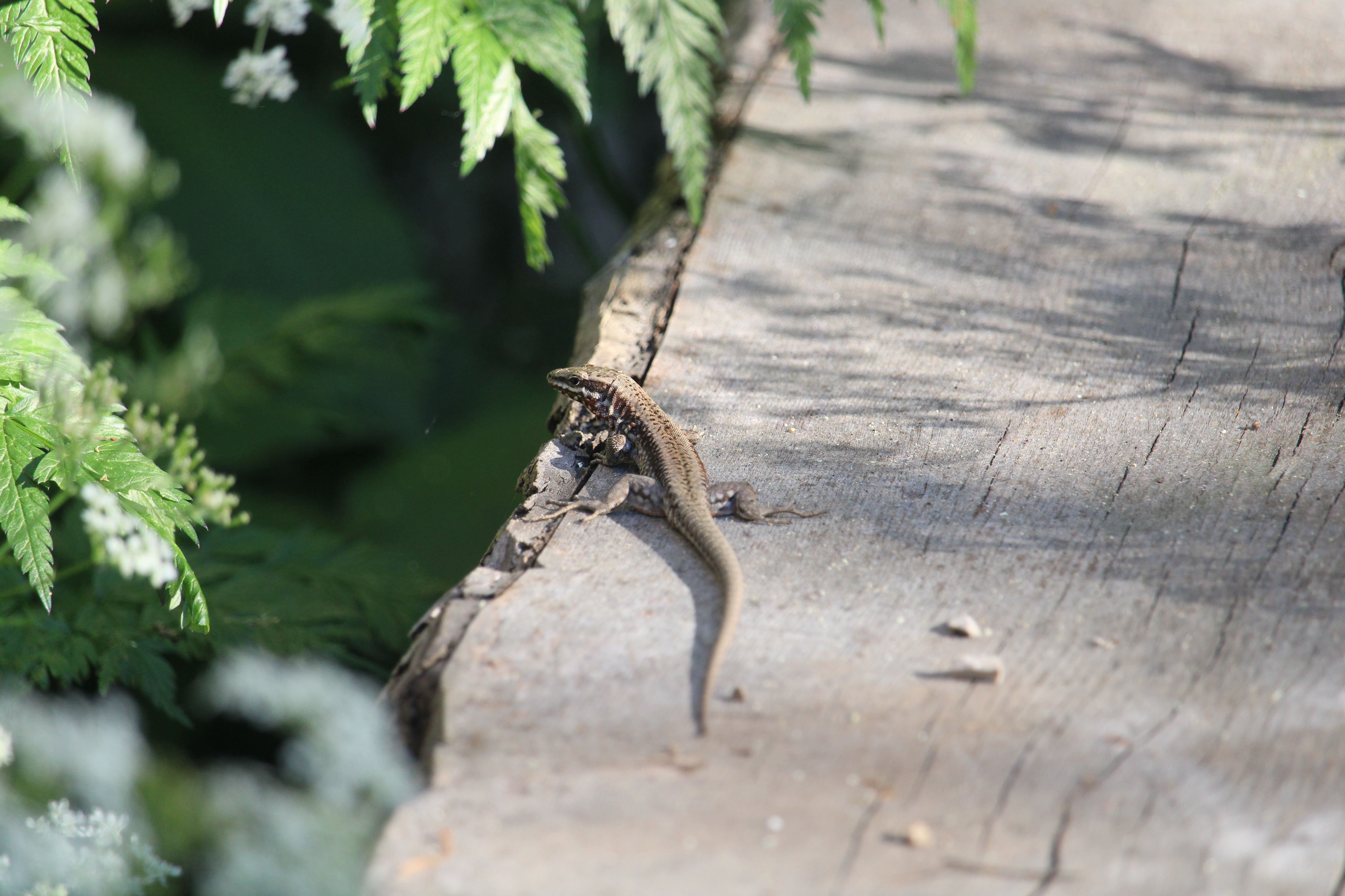 Mauereidechse (Podarcis muralis)