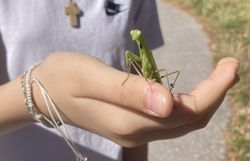 Die Kinder hatten keine Berührungsängste mit der Gottesanbeterin (Mantis religiosa).
