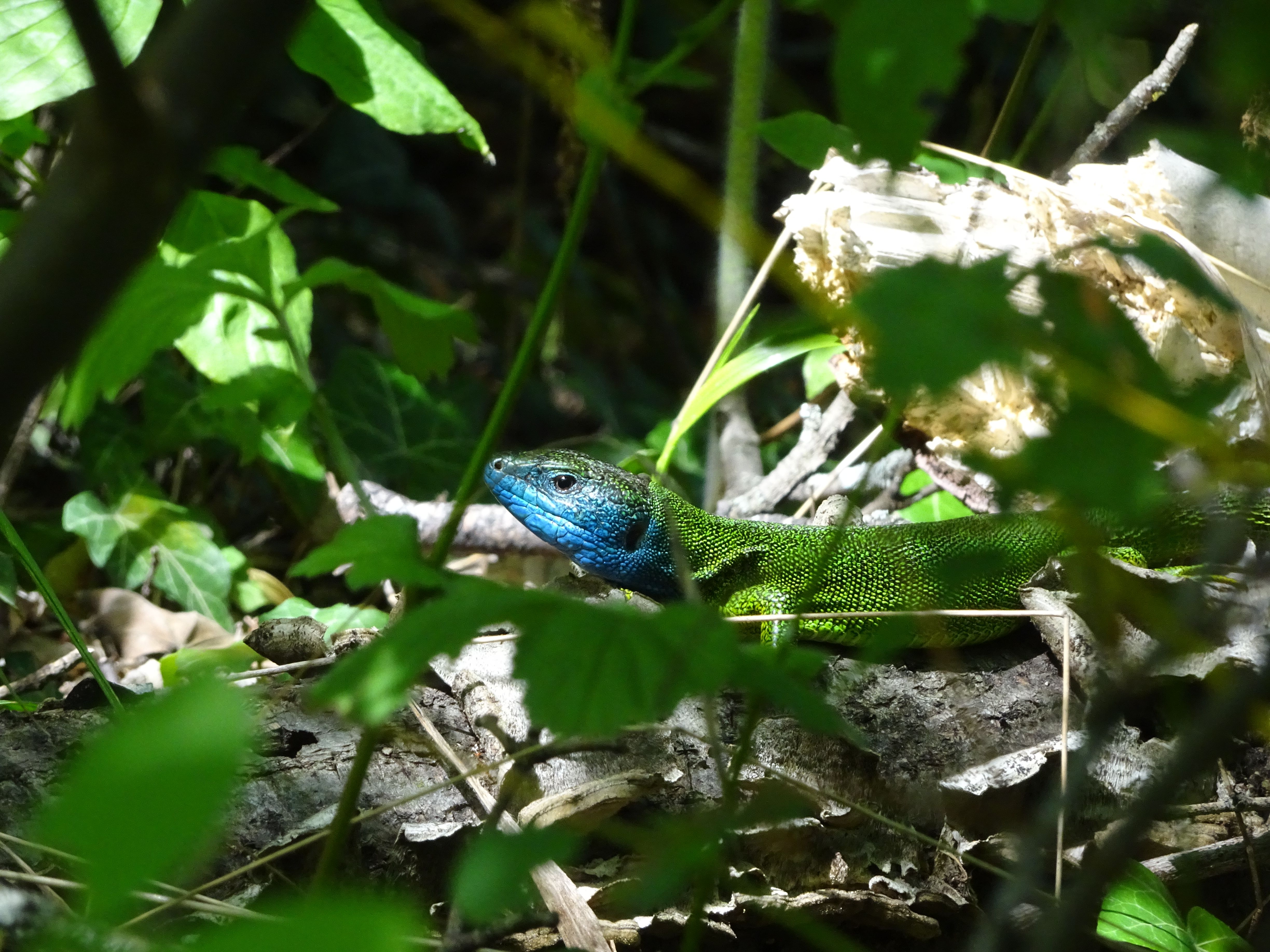  Östliche Smaragdeidechse (Lacerta viridis) 