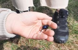 Waldmistkäfer (Anoplotrupes stercorosus)