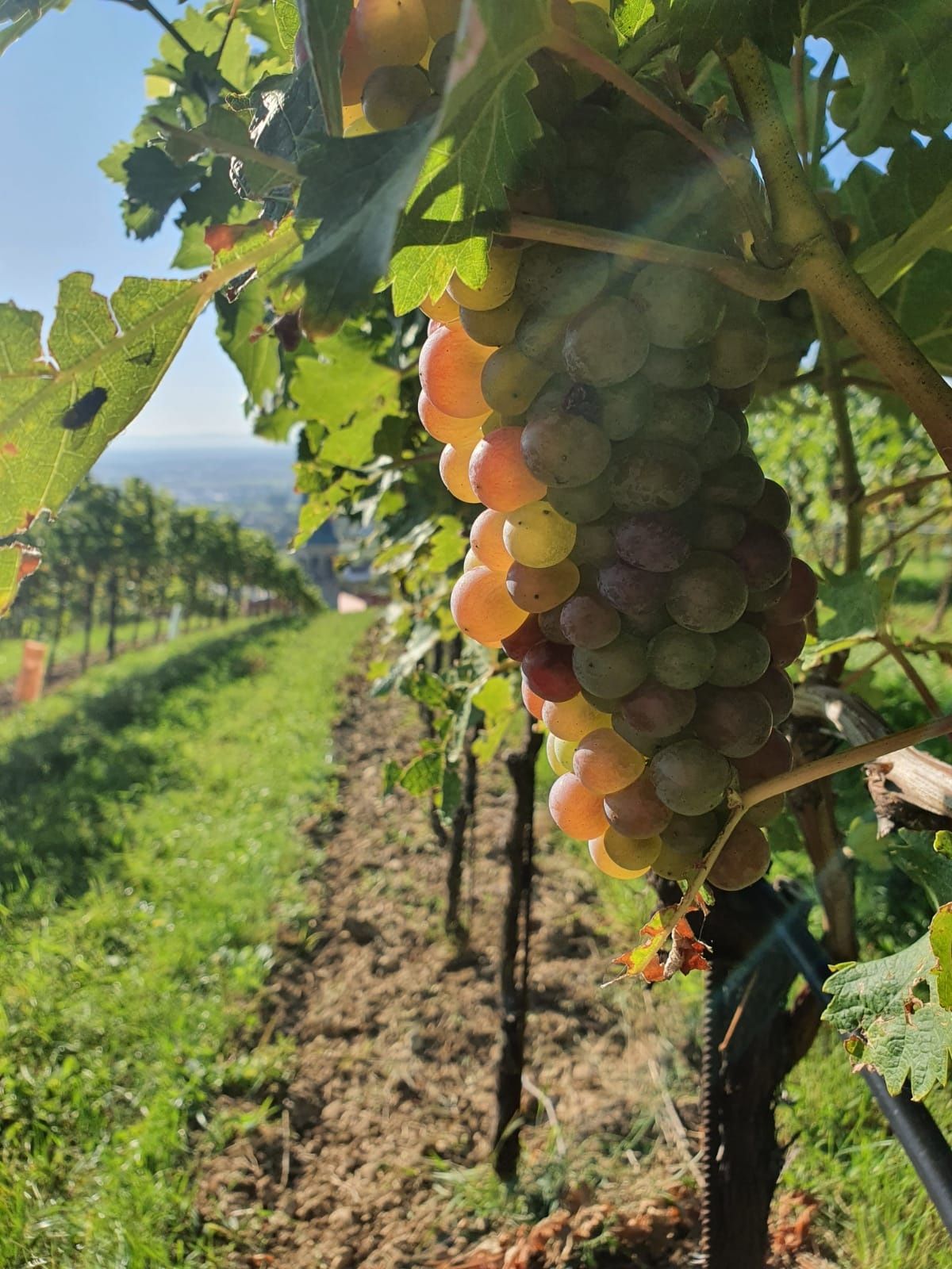 WeinWanderWeg Gumpoldskirchen