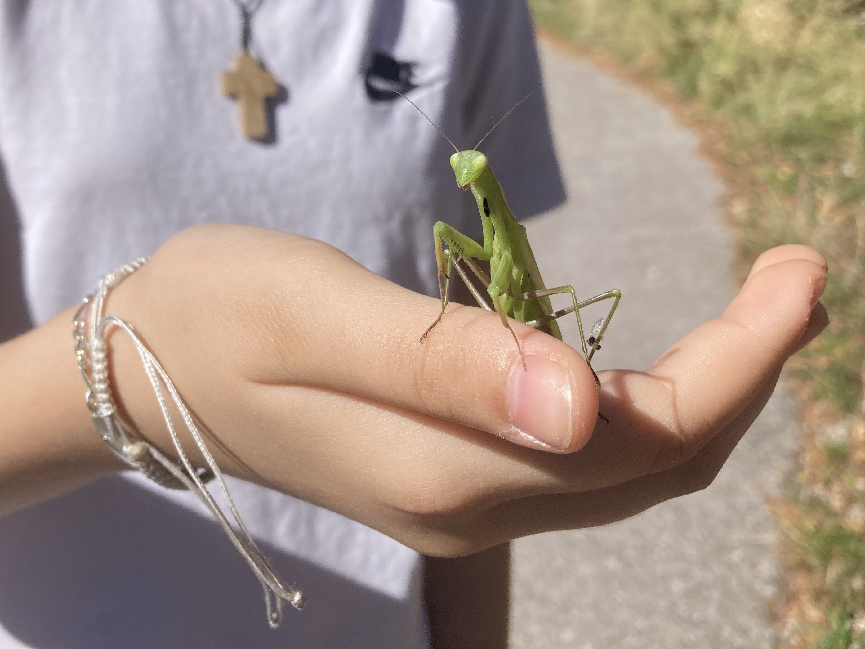 Die Kinder hatten keine Berührungsängste mit der Gottesanbeterin (Mantis religiosa).