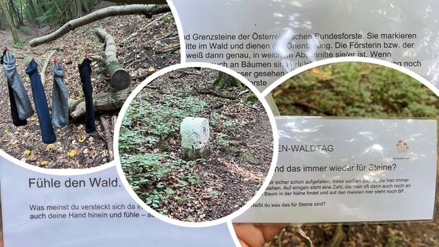 Collage Wald-Stationen