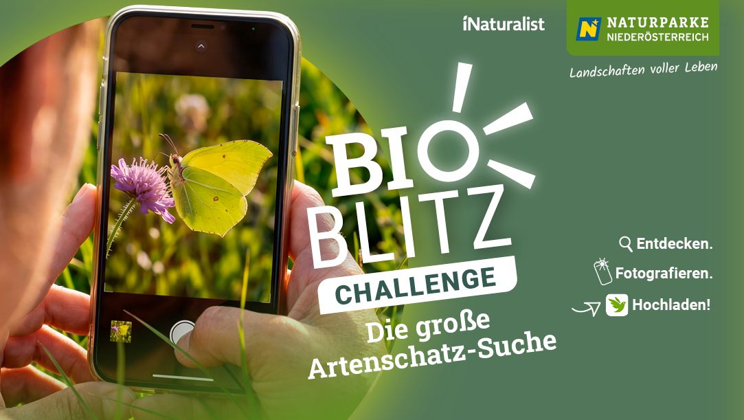 Bioblitz Challenge 