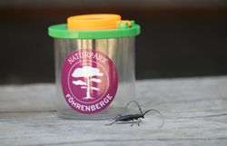 Kleiner Eichenbock (Cerambyx scopolii)