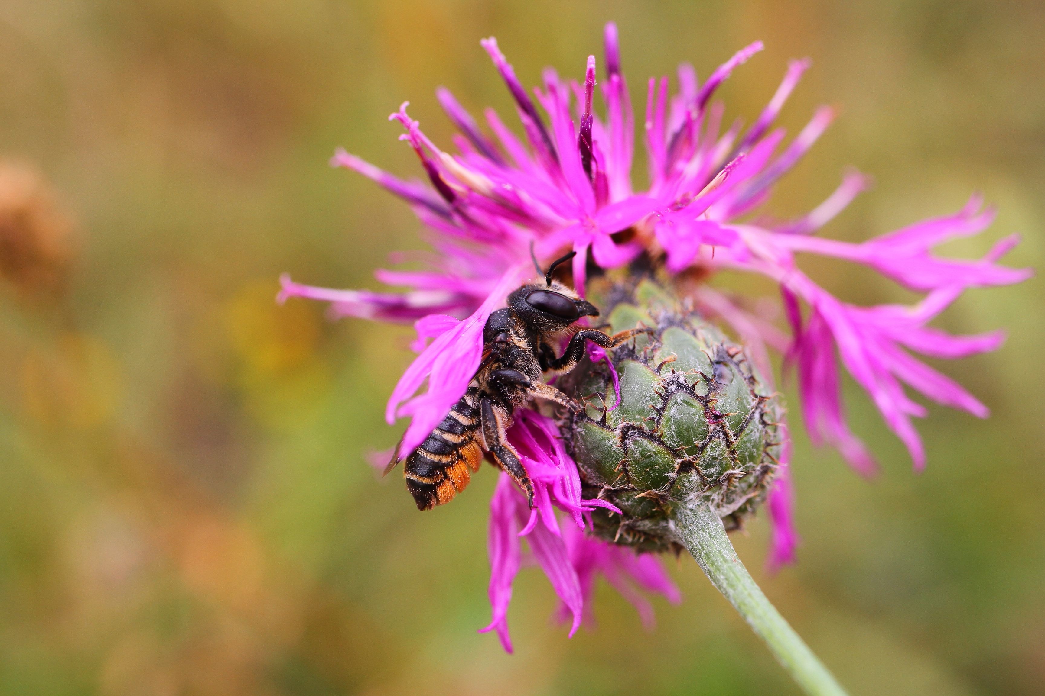 Flockenblume mit Wildbiene