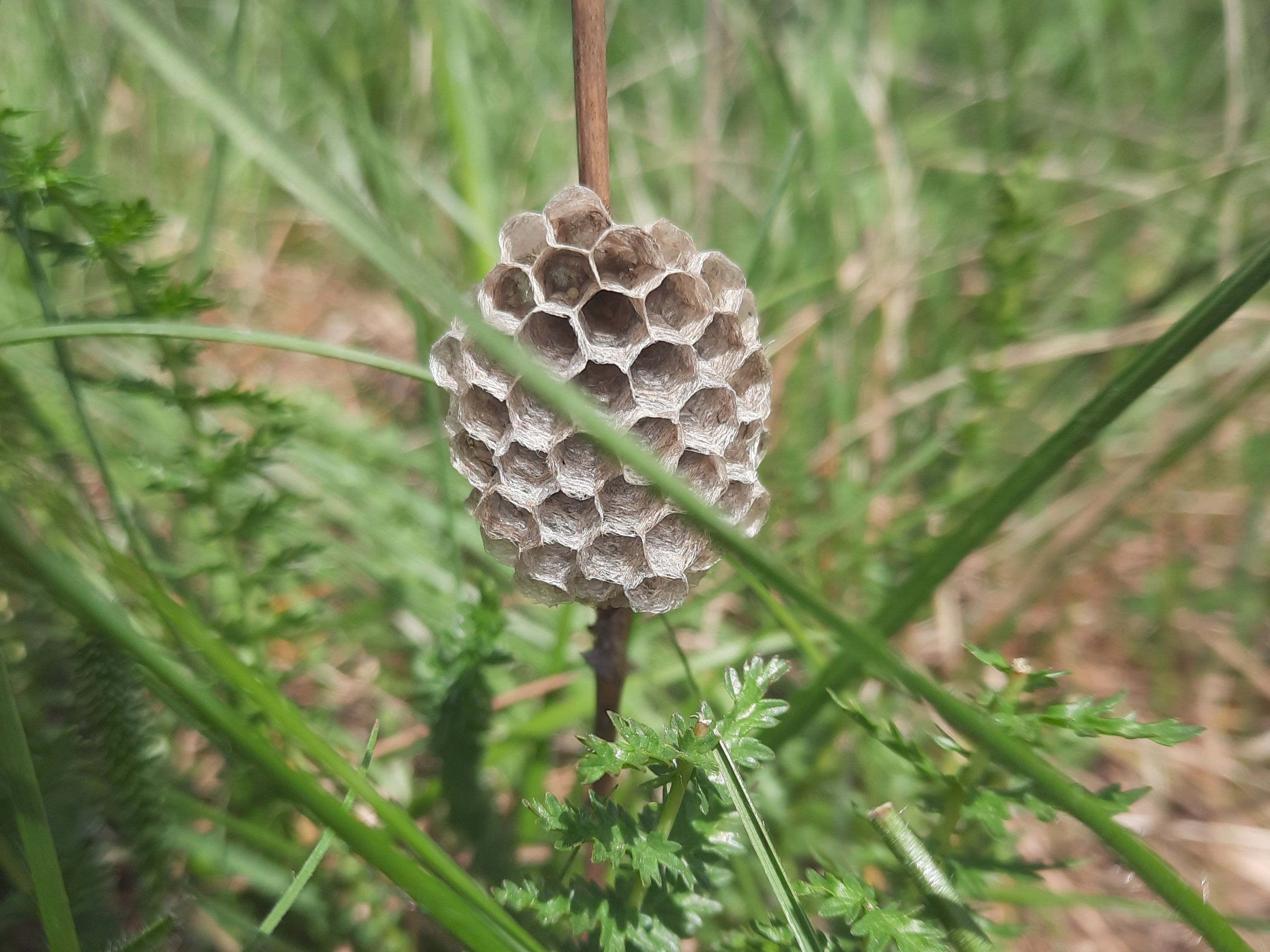 Feldwespen-Nest